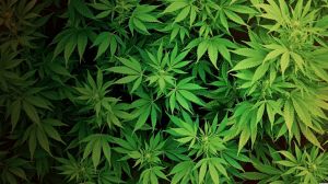 hd-weed-wallpaper-4-1024x576