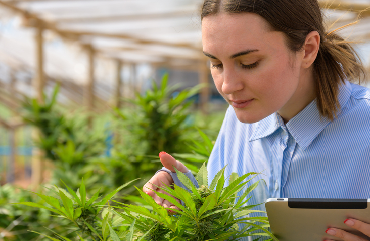 Woman checking cannabis plant and inspecting green leaves and budding flowers in marijuana farm