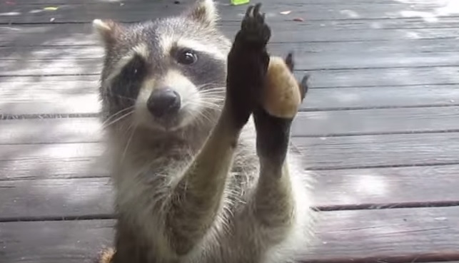 Rocksy The Raccoon