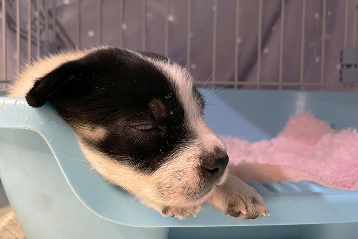 a small black and white puppy dog is sleeping in a box