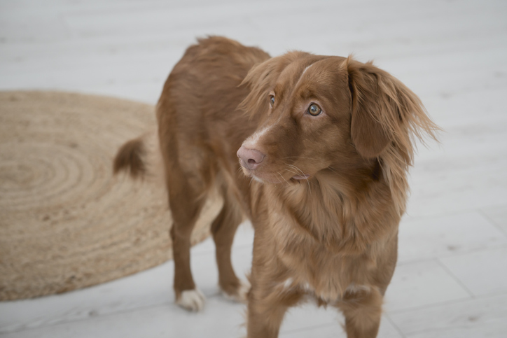 young nova scotia duck toller retriever dog at home