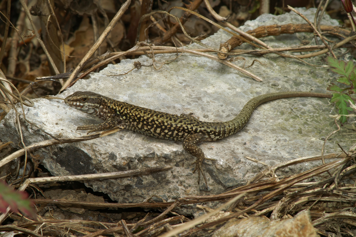 Closeup on a European wall lizard, Podarcis muralis sitting on a stone