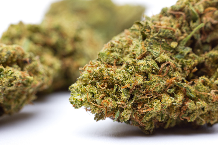 Marijuana flowers isolated on white background