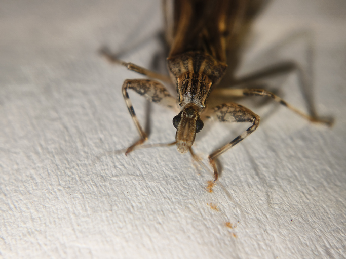 Rhodnius(kissing bug )