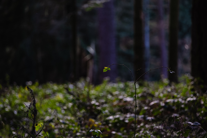 Solitary Leafy Twig Amidst Shadowy Forest Floor Landscape Rays